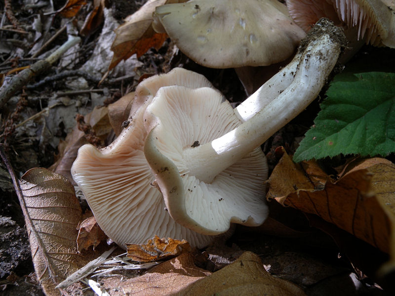 cortinario ed entoloma?